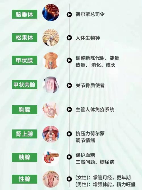 荷尔蒙
