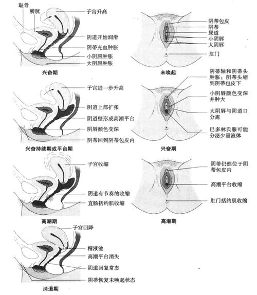 生殖器官