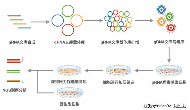基因筛选技术