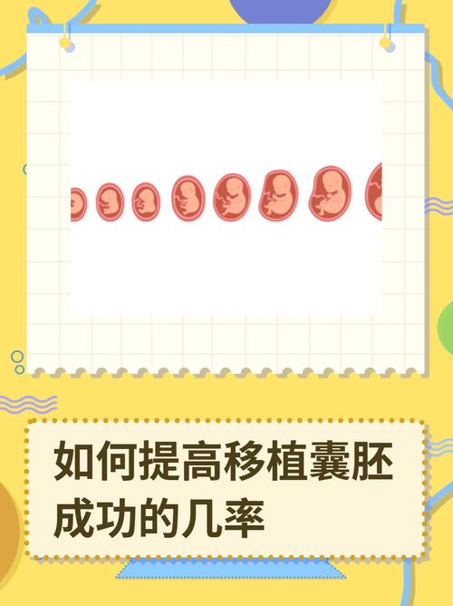 囊胚成功
