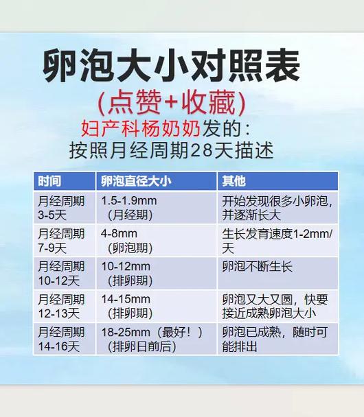 卵泡表