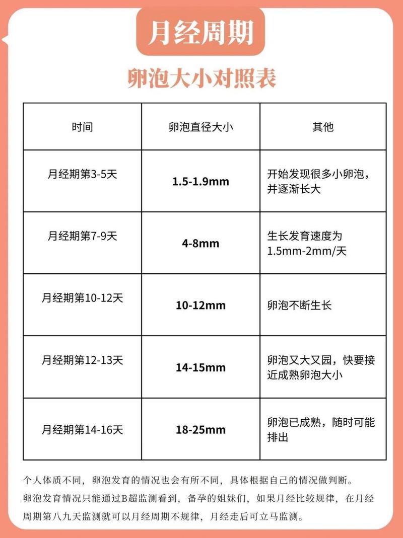 卵泡大小测量