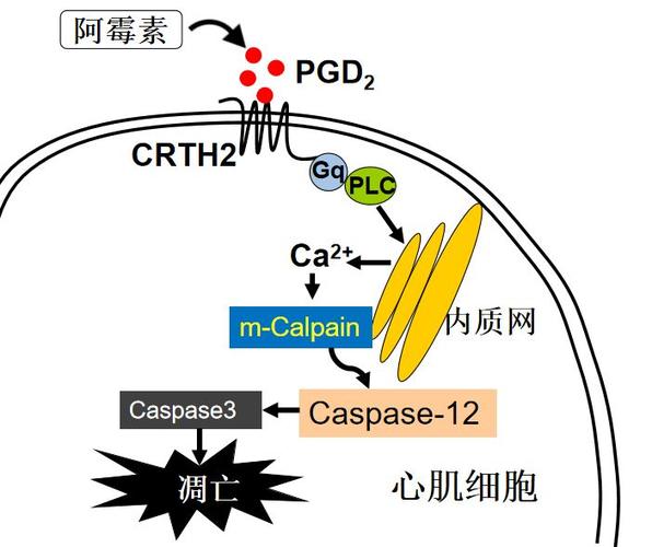  PGD</h2>