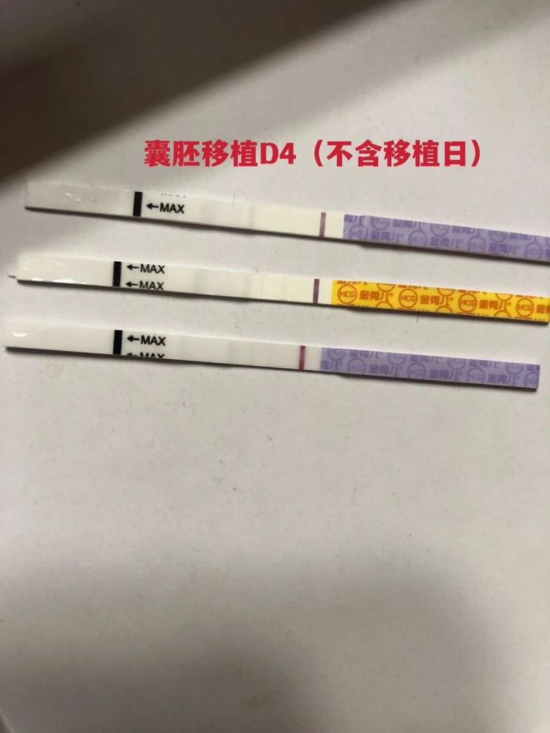 移植后四天
