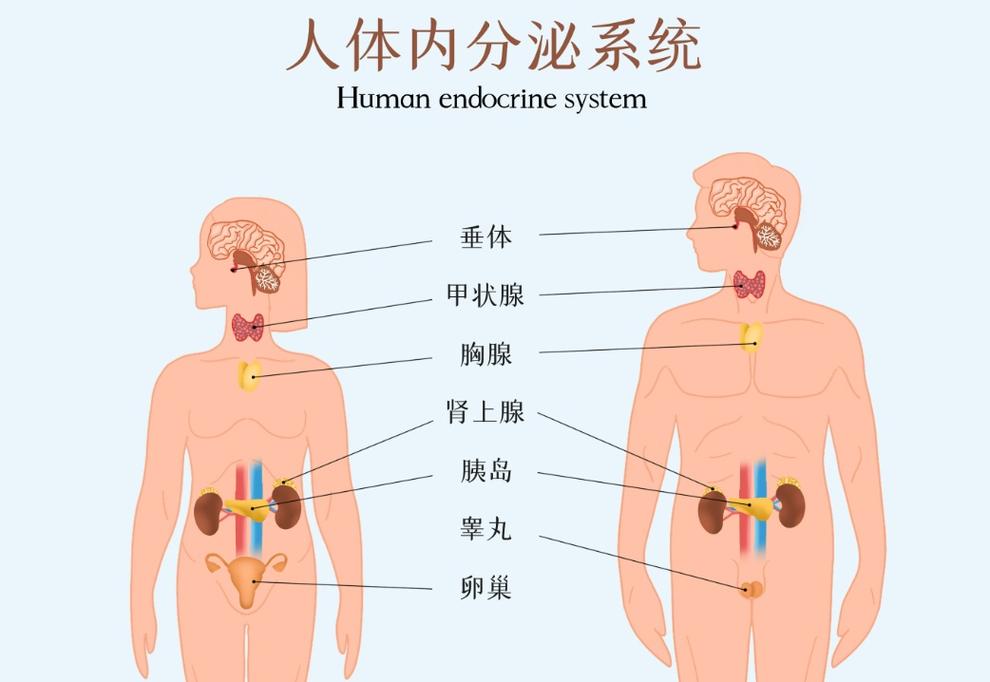  内分泌调整