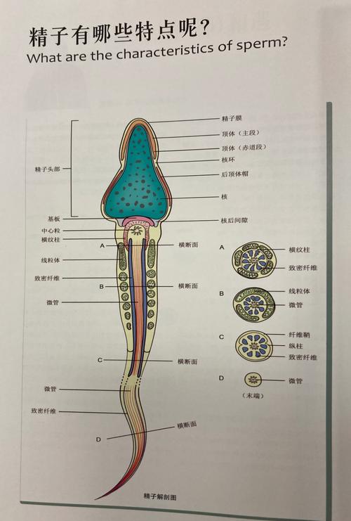 精子功能学