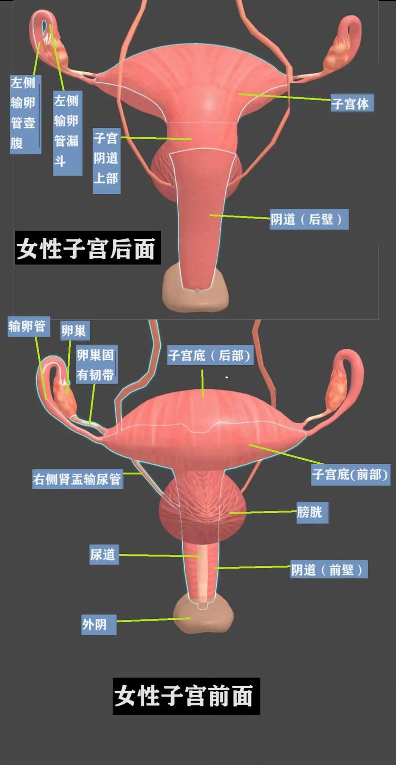 有子宫女性