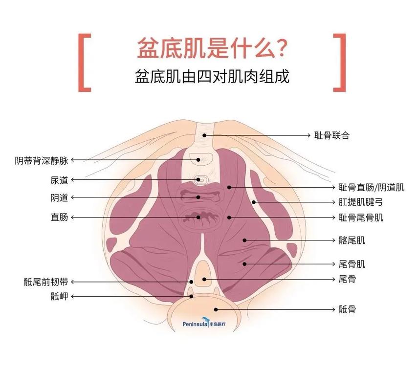 盆底肌