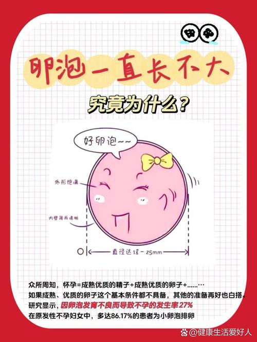 卵泡不增长
