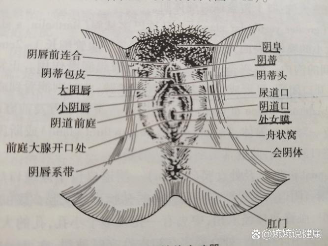 生殖结构