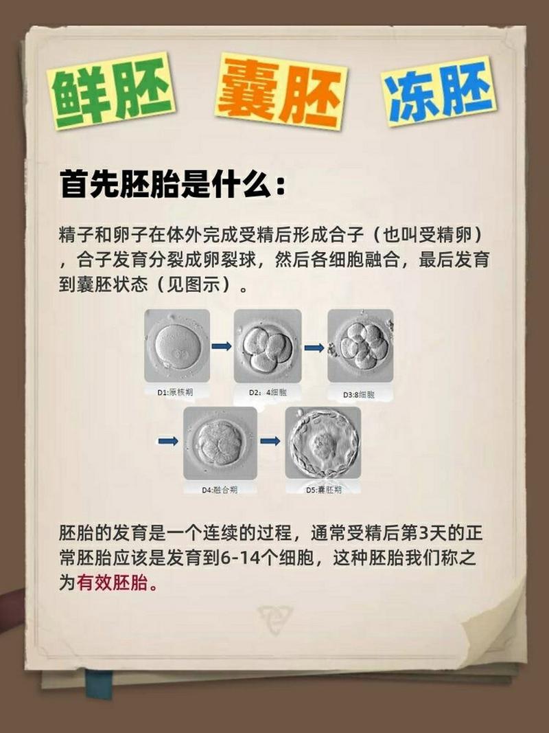 鲜胚胎8b