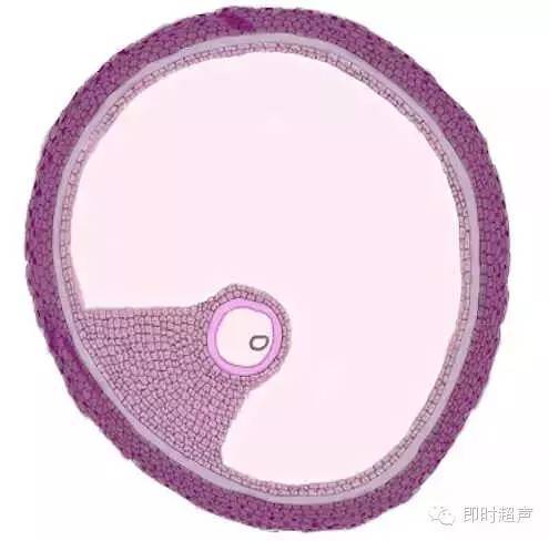 美丽卵泡