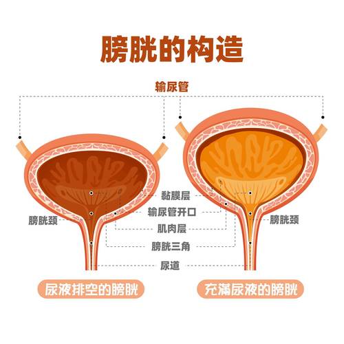排空膀胱