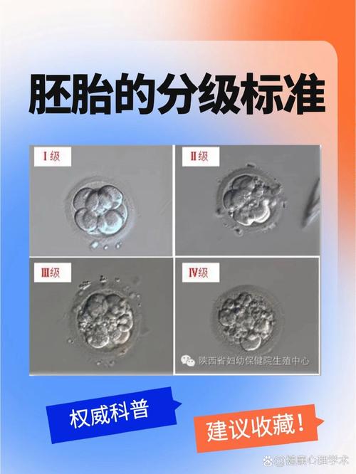 S级胚胎