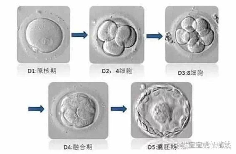 胚胎裂变