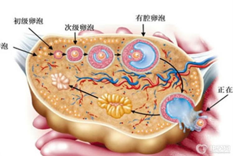  卵泡弹性