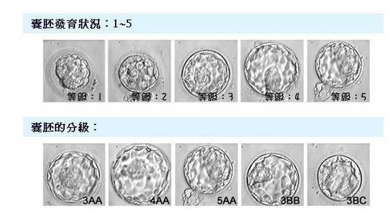 囊胚5a