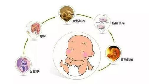 试管婴儿方法