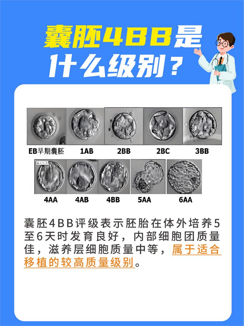  囊胚分级