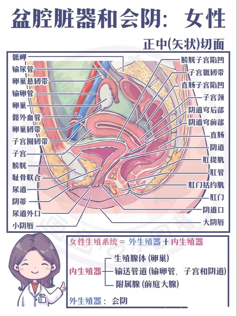生殖妇科
