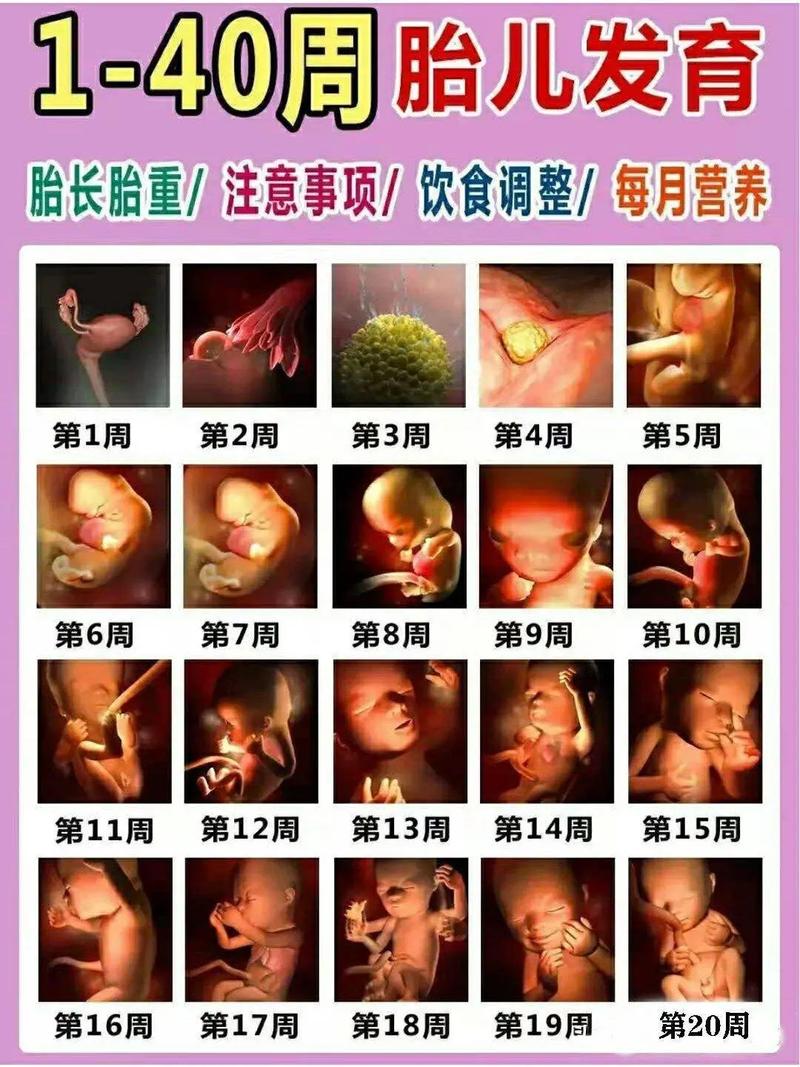  怀孕过程
