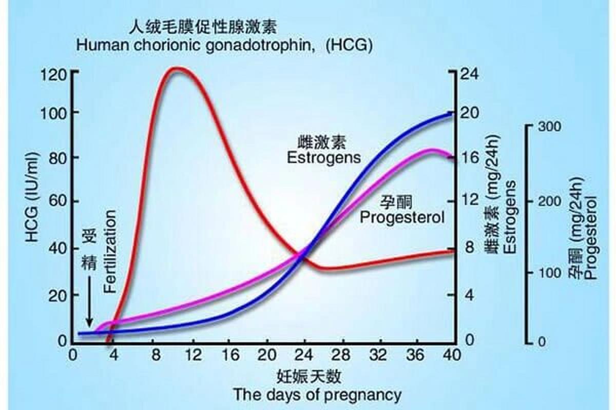 HCG变化