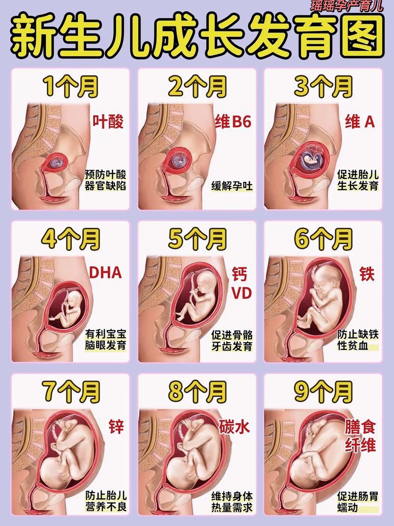 胎儿成长