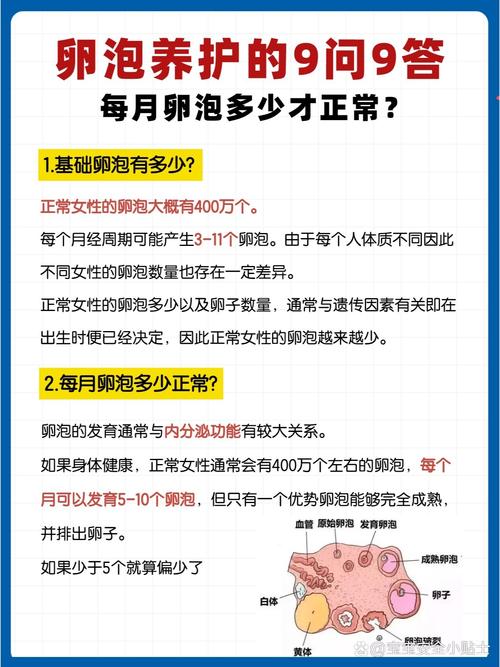 健康卵泡