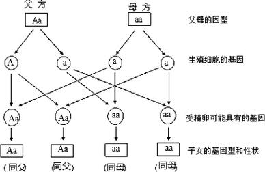 遗传关系