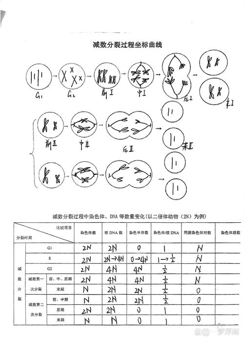 胚胎分裂数