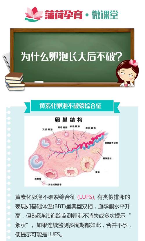 卵泡不破裂