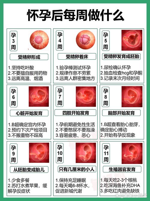 胚胎存储时间