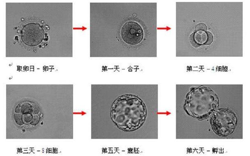 胚胎分裂过快