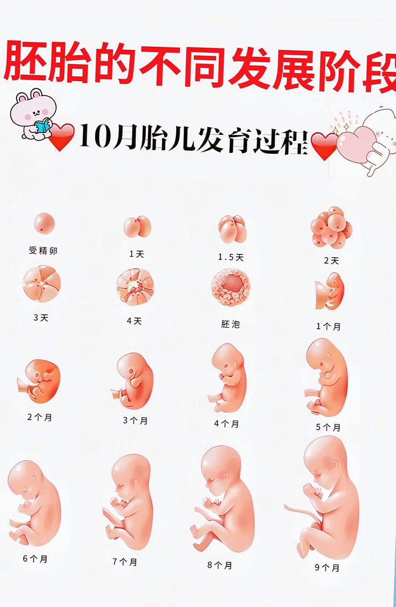  胚胎观察