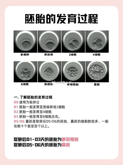囊胚注意事项
