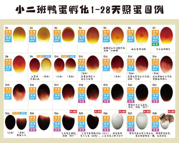 胚胎孵化技术