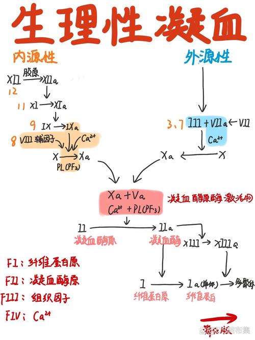 凝血