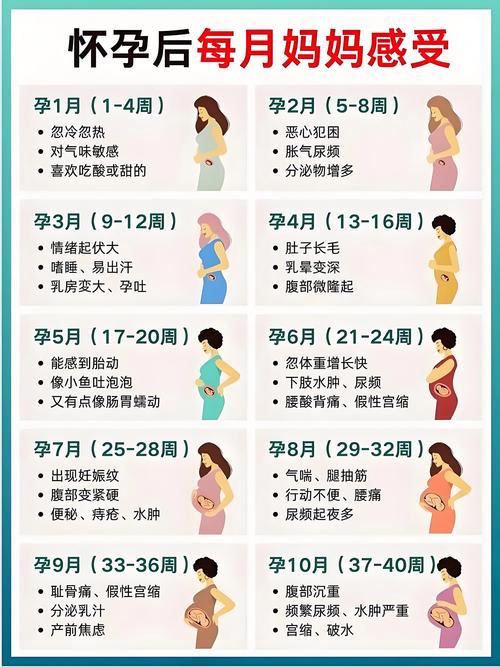  生育周期