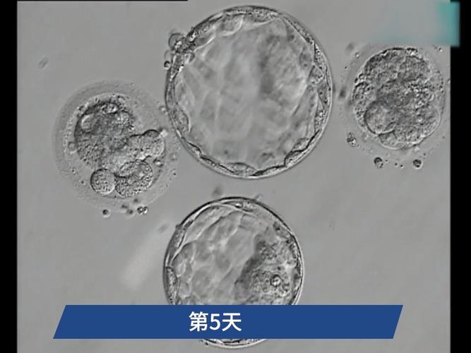 胚胎成活