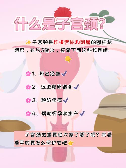  宫颈功能