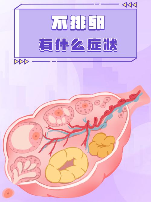  无排卵