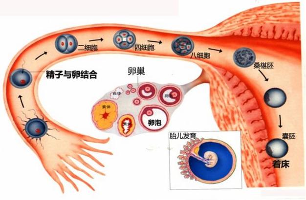 试管孵化是否对胎儿和母体有潜在伤害？