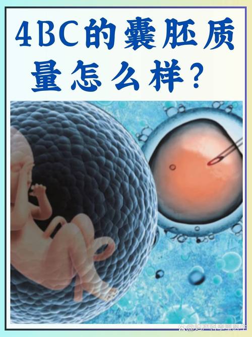4BC阶段