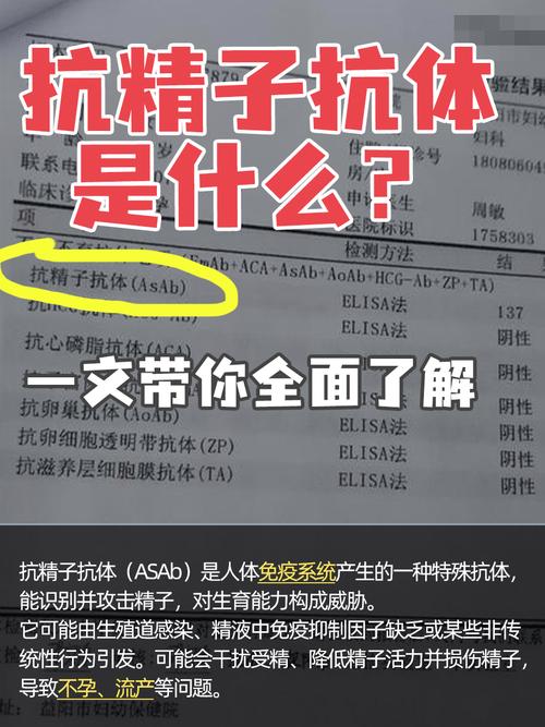 精子抗体