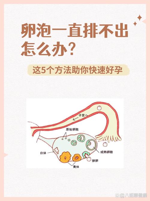 重新促排卵