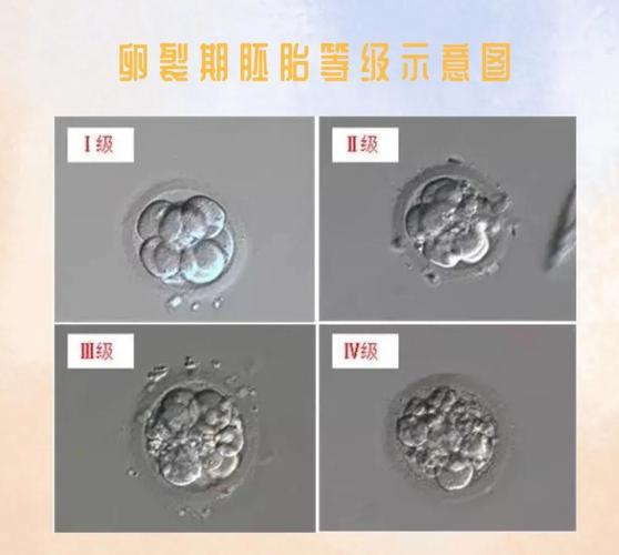 8分细胞胚胎