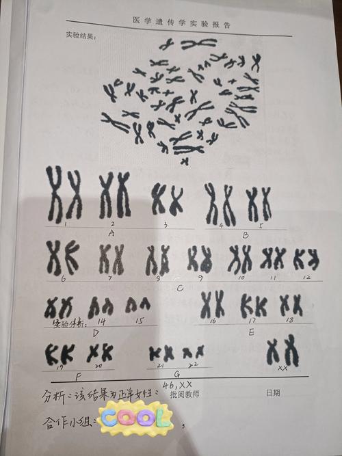 胚胎染色体分析