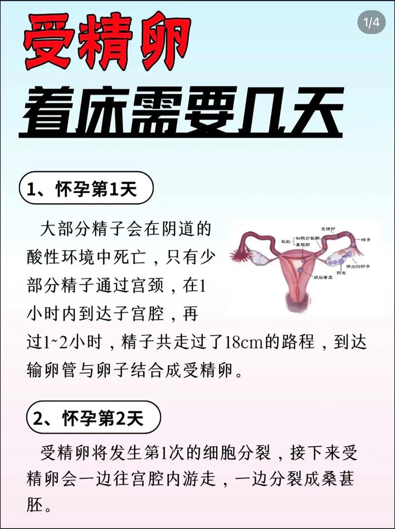 着床15天