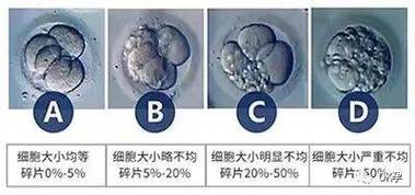 胚胎分裂不良