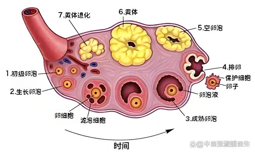 卵泡14